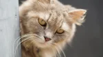 Ragamuffin Cat photo