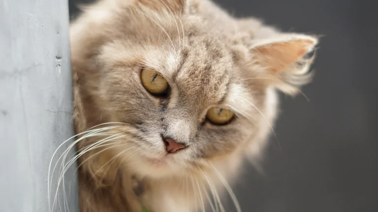 Ragamuffin Cat photo