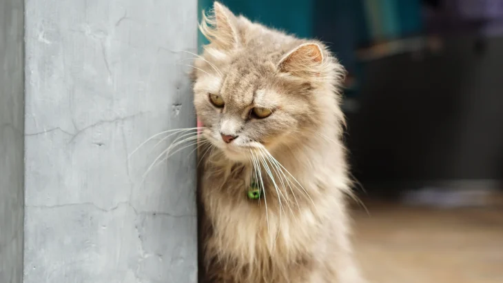 Ragamuffin Cat photo