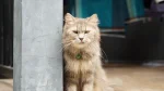 Ragamuffin Cat photo