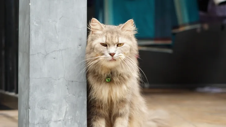 Ragamuffin Cat photo