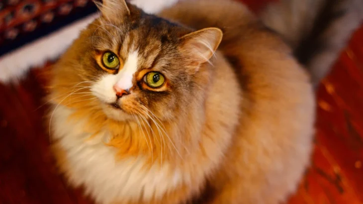 Ragamuffin Cat photo