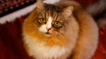 Ragamuffin Cat photo