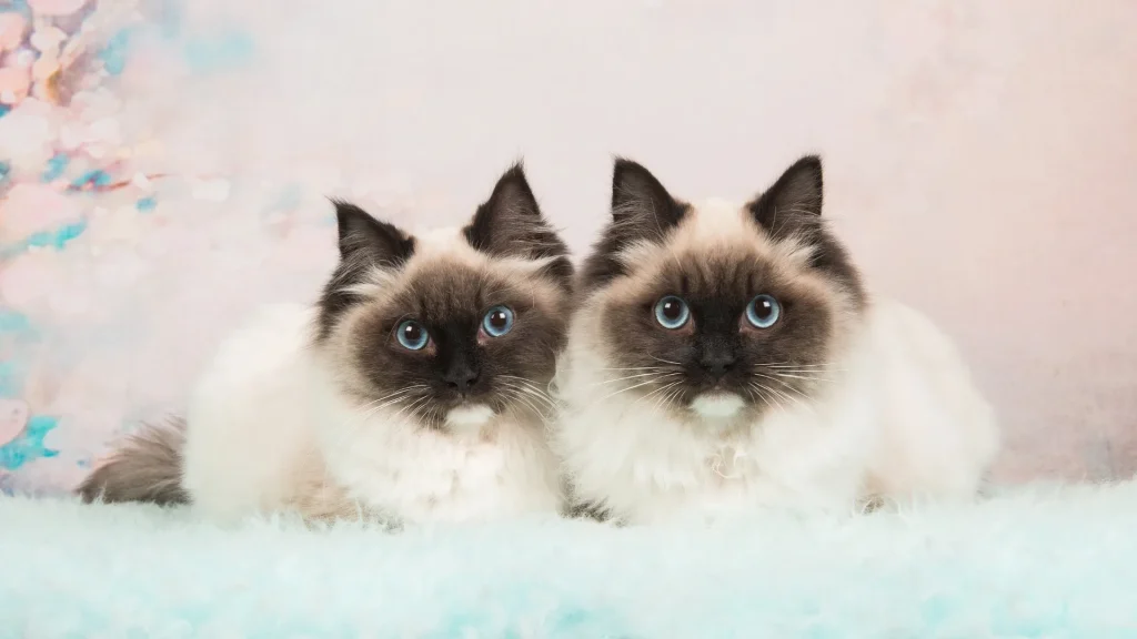 Ragdoll Cat photo