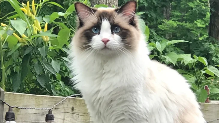 Ragdoll Cat photo