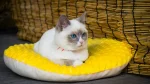 Ragdoll Cat photo