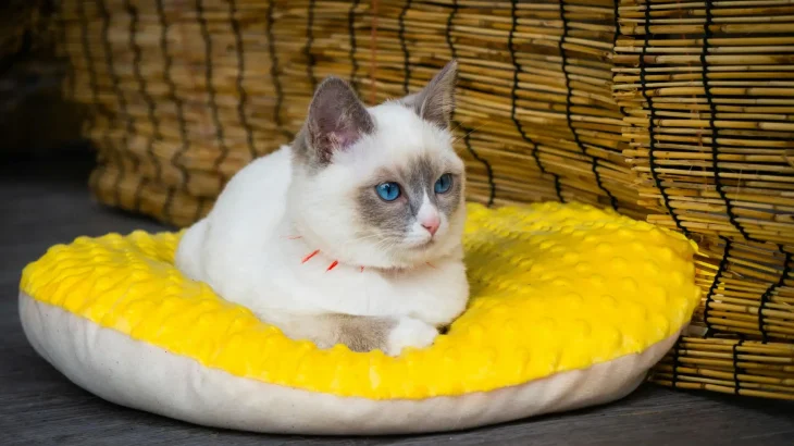 Ragdoll Cat photo