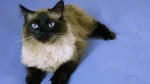 Ragdoll Cat photo