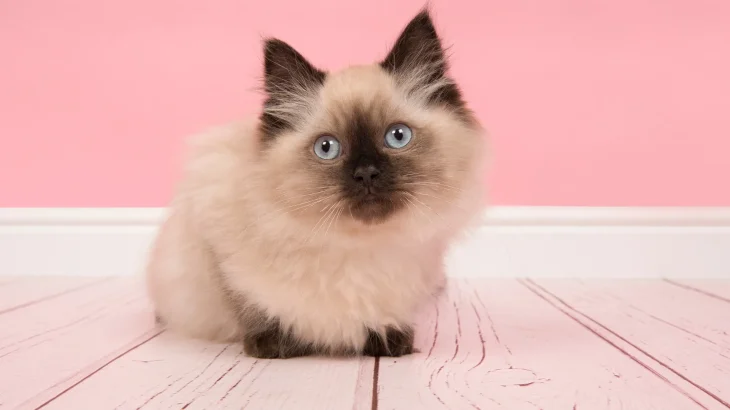 Ragdoll Cat photo