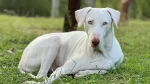 Rajapalayam Dog photo