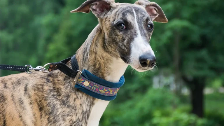 Rampur Greyhound Dog photo