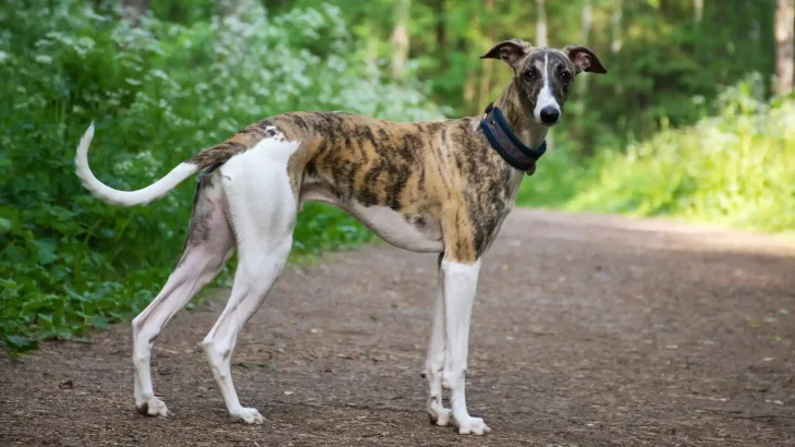 Rampur Greyhound Dog photo