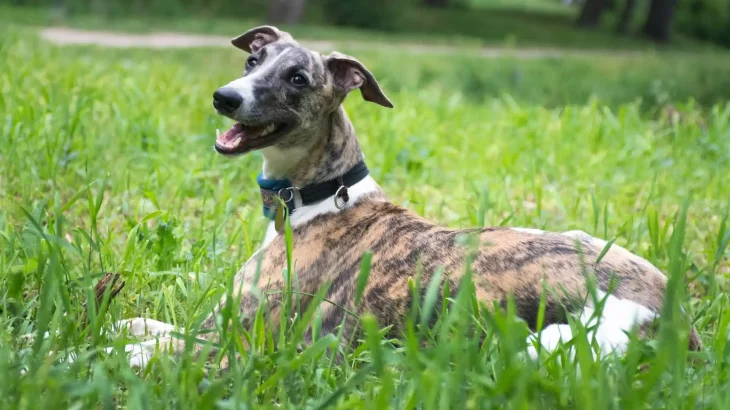 Rampur Greyhound Dog photo