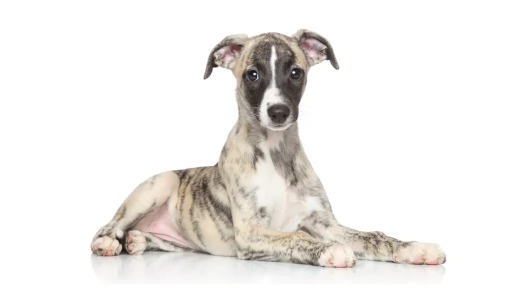 Rampur Greyhound Dog photo