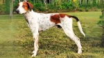 Rastreador Brasileiro Dog photo