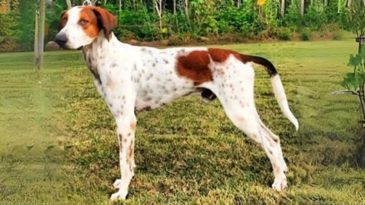 Rastreador Brasileiro Dog photo