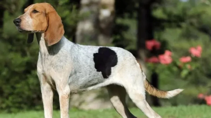 Rastreador Brasileiro Dog photo