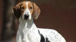 Rastreador Brasileiro Dog photo