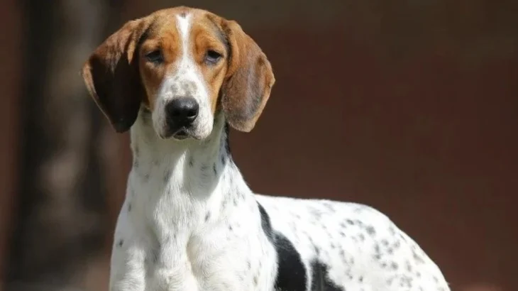 Rastreador Brasileiro Dog photo