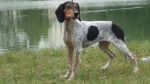 Rastreador Brasileiro Dog photo