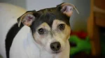 Rat Terrier Dog photo