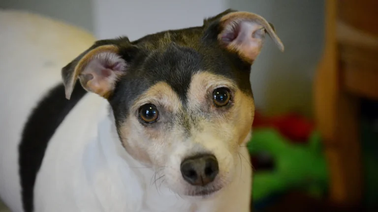 Rat Terrier Dog photo