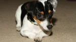 Rat Terrier Dog photo