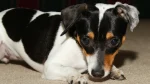 Rat Terrier Dog photo