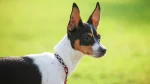 Rat Terrier Dog photo