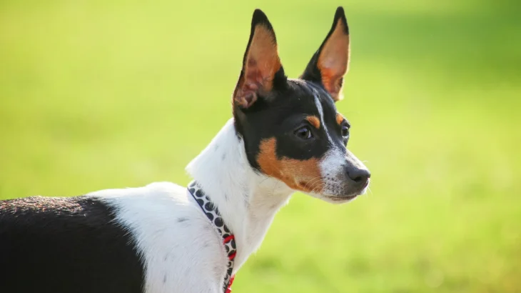 Rat Terrier Dog photo