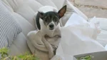 Rat Terrier Dog photo