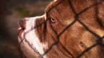 Red-Tiger Bulldog Dog photo
