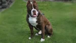 Red-Tiger Bulldog Dog photo