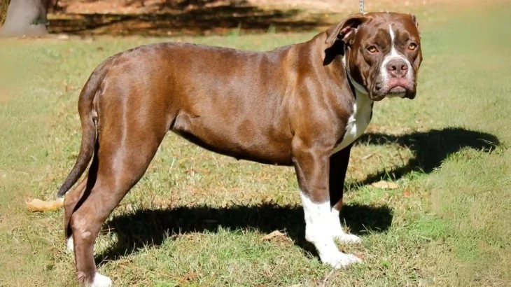 Red-Tiger Bulldog Dog photo