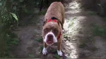 Red-Tiger Bulldog Dog photo