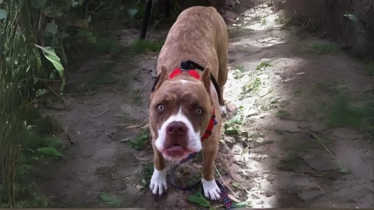 Red-Tiger Bulldog Dog photo