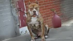 Red-Tiger Bulldog Dog photo