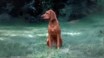 Redbone Coonhound Dog photo