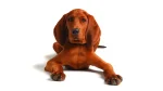 Redbone Coonhound Dog photo