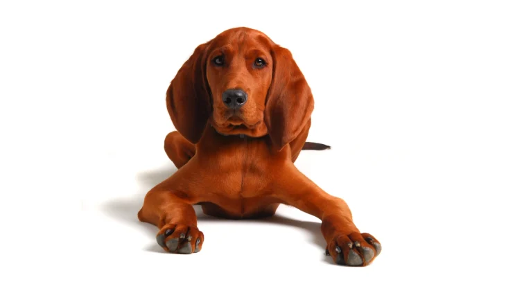 Redbone Coonhound Dog photo