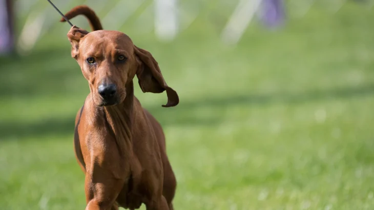 Redbone Coonhound Dog photo
