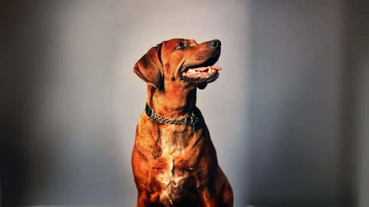 Redbone Coonhound Dog photo