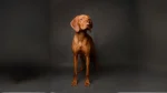 Redbone Coonhound Dog photo