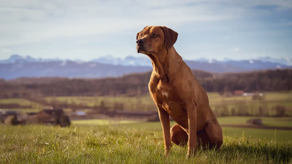 Rhodesian Ridgeback Dog photo