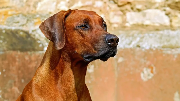 Rhodesian Ridgeback Dog photo