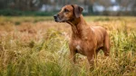 Rhodesian Ridgeback Dog photo