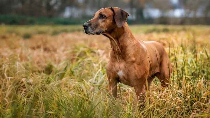 Rhodesian Ridgeback Dog photo