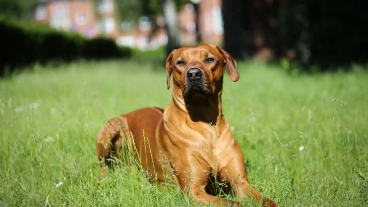 Rhodesian Ridgeback Dog photo