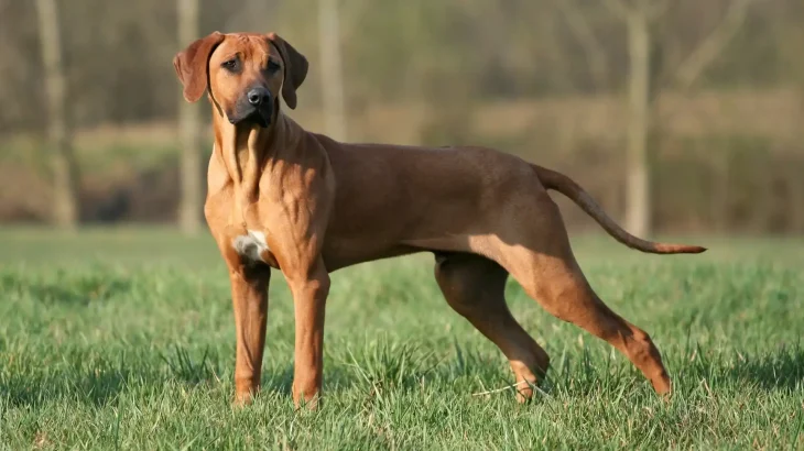 Rhodesian Ridgeback Dog photo