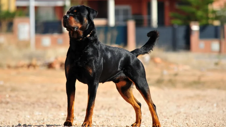Rottweiler Dog photo
